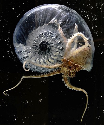 A translucent ammonite floats, illuminated against a backdrop of dark water.