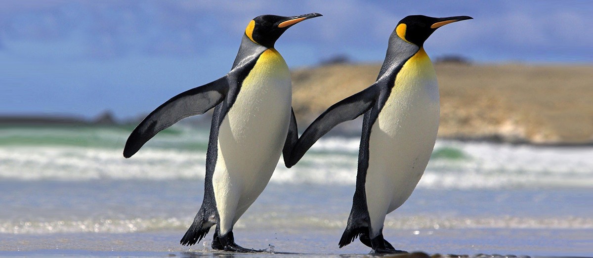 Two emperor penguins walking fin to fin on a sheet of ice.