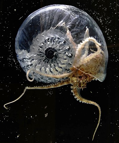 Aki Inomata. Think Evolution #1: Kiku-ishi (Ammonite). 2016-17. Monitor, HD video (color, sound, 2min.loop), ammonite fossil, resin, 12 x 8 x 12 cm. Courtesy Aki Inomata and Maho Kubota Gallery A translucent ammonite floats, illuminated against a backdrop of dark water.