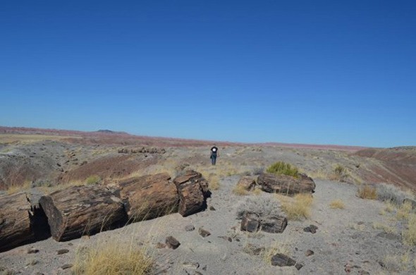 A man walks across a barren, desert landscape with tufts of grass and petrified logs.